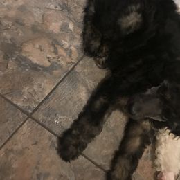 Poodle Puppies from 406 Poodles