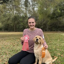Labrador Retriever Puppies from Royal K Labradors