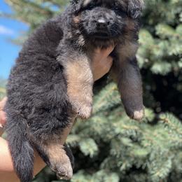 German Shepherd Puppies from Zwinger vom Schneider Wald