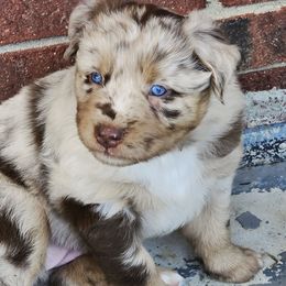 Dolly - Red merle female Australian Shepherd puppy in Marengo, Indiana from J&J Kennel