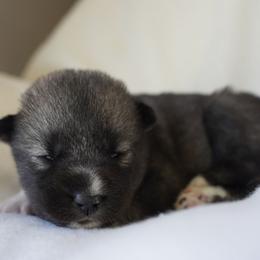 Kai - Agouti and white female Siberian Husky puppy in Wiscasset, Maine from Running with Huskies