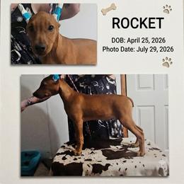 Rocket- Boy Red- cropped docked - Red male German Pinscher puppy in Chatham, Virginia from WMHK9/Roolyn German Pinschers