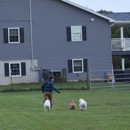 Poodle Puppies from D and D Standard Poodles