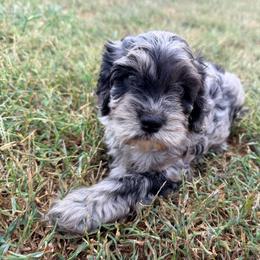 Ray with training - Merle male Cockapoo puppy in Boonville, North Carolina from Doods & Dolls