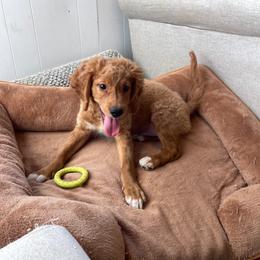 Cola - Apricot male Goldendoodle puppy in Sugarcreek, Ohio from True Hearted Doodles