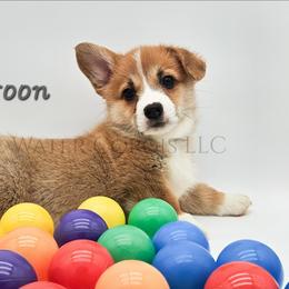 Macaroon - Red male Pembroke Welsh Corgi puppy in Kiowa, Colorado from Cool Water Corgis LLC