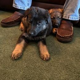 German Shepherd Puppies from K&L Kennels