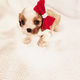 Noorah - Blenheim female Cavalier King Charles Spaniel puppy in Wilburton, Oklahoma from My Kids Kennel