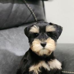 Little Lady - Black and silver female Miniature Schnauzer puppy in Trinity, Alabama from C&E'S Schnauzers