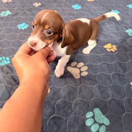 Peach 1.8 lbs - Piebald female Dachshund puppy in Magnolia, Texas from Carrie’s Countryside Dachshunds