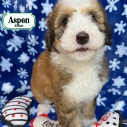 Aspen - In Training - Merle female Bernedoodle puppy in Milan, Indiana from Doodles & Spice