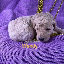 Poodle Puppies from Shepherd's Run Aussies and Poodles