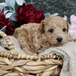 Poppy- AKC Mini Poodle Girl in NC - Apricot female Poodle puppy in Stokesdale, North Carolina from His and Hers Poodles and Doodles