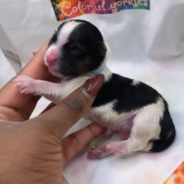 Boy 3 - Yorkshire Terrier puppy in Maryland from Colorful Yorkies
