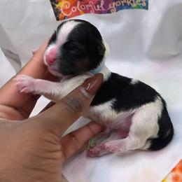 Boy 3 - Yorkshire Terrier puppy in Maryland from Colorful Yorkies