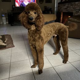 Jacques - Poodle