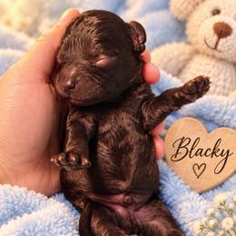 Blacky - Black male Shihpoo puppy in Cooper City, Florida from Jenny La Bone