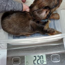 Dachshund Puppies from CLARK'S BREEDING PROGRAM