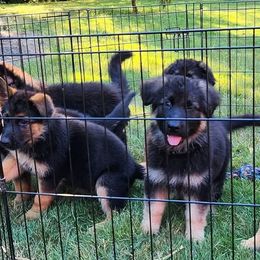 German Shepherds from Bunkerhill Shepherds