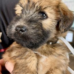 Gray Collar - Wheaten male Soft Coated Wheaten Terrier puppy in Dragoon, Arizona from Wild West Wheatens