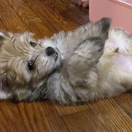 Morkie Puppies from Derisha's Morkies