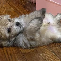 Morkie Puppies from Derisha's Morkies
