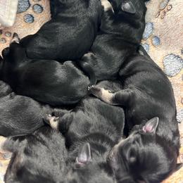 Boy 1 - Black and silver male Miniature Schnauzer puppy in Springfield, Tennessee from My Lovable Schnauzers