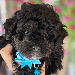 Blue boy - Black and white male Bernedoodle puppy in Vernon, Texas from Sugarland's Texas Goldendoodles
