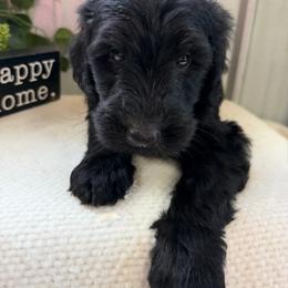 Dash - Black male Bernedoodle puppy in Hackleburg, Alabama from The Doodle Patch