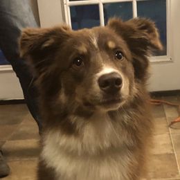 Gypsy  - Miniature Australian Shepherd