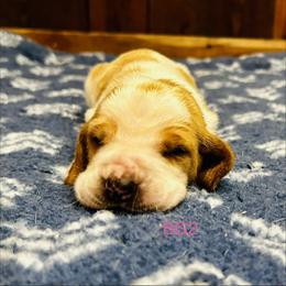 BG2 - Red and white female Basset Hound puppy in Britton, South Dakota from K&S Canines