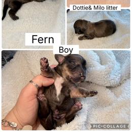 Fern - Chocolate and tan male Dachshund puppy in Fort Worth, Texas from The Holloway Dachshunds