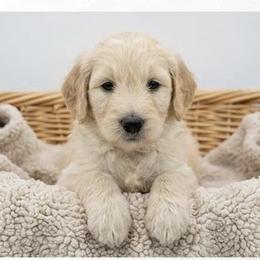 Goldendoodles from Petal Perfect Puppies
