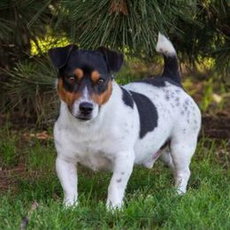 Russell Terriers from 42 Jack Russell Terriers