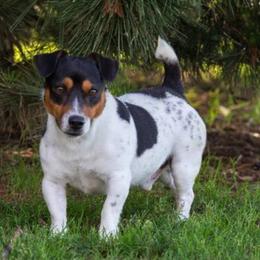 Russell Terriers from 42 Jack Russell Terriers