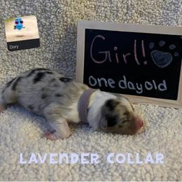 Australian Shepherd Puppies from Kayla's Aussies