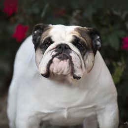 Valkyrie - Bulldog