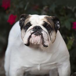 Valkyrie - Bulldog