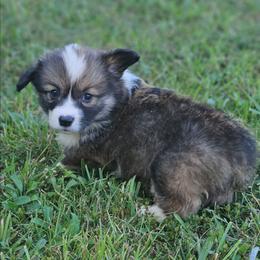 Stetson - Sable male Pembroke Welsh Corgi puppy in Orrtanna, Pennsylvania from Mountain Top Shepherd's