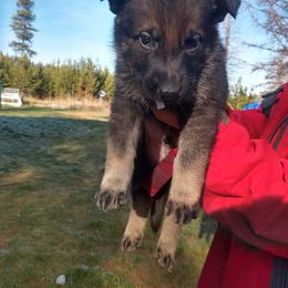German Shepherd Puppies from Thornock Shepherds