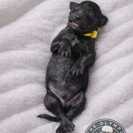 Azriel - Black male Poodle puppy in Spring Hills, Florida from The Olympus Standard Poodle