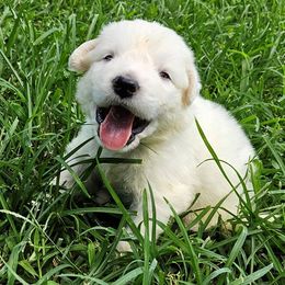 OFA Health Tested AQUA - White male Great Pyrenees puppy in Lynchburg, Tennessee from Flashlight Farmers AKC Great Pyrenees
