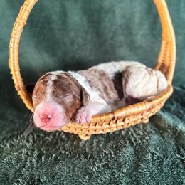 Buckle (Buck) - Merle male Labradoodle puppy in Elizabeth City, North Carolina from Howdy Doodles