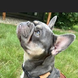 Posh - French Bulldog