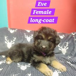 Eve Purple Collar - Black and red female German Shepherd puppy in Bedias, Texas from TiPi S Ranch's German Shepherds