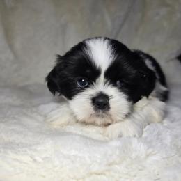 Girl 2 - Black and white female Shih Tzu puppy in Mountain Grove, Missouri from Precious Puppies