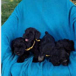 Miniature Schnauzer Puppies from D’Angels Schnauzers LLC