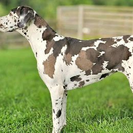 Great Danes from Phantasm Farms