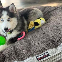 Zena - Pomsky