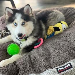 Zena - Pomsky